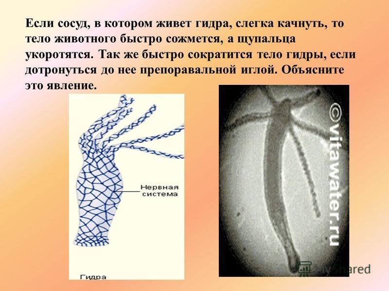 Кракен сайт вход официальный зеркало